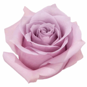 ROSE NAUTICA - 50 CM